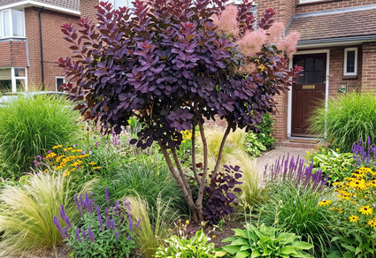 Rode pruikenboom (Meerstammig) - Cotinus coggygria 'Royal Purple'