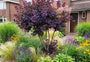 Rode pruikenboom (Meerstammig) - Cotinus coggygria 'Royal Purple'