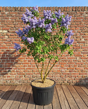Meerstammige, solitaire topkwaliteit