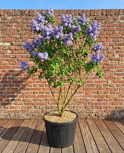 Gewone Sering - Syringa vulgaris 'Michel Buchner'