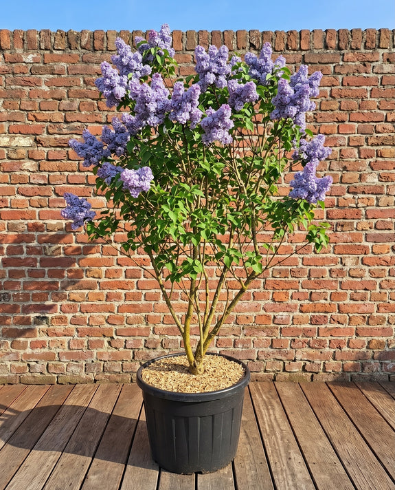Gewone Sering - Syringa vulgaris 'Michel Buchner'