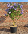 Gewone Sering - Syringa vulgaris 'Michel Buchner'