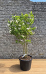 Gewone sering - Syringa vulgaris 'Mme Lemoine'