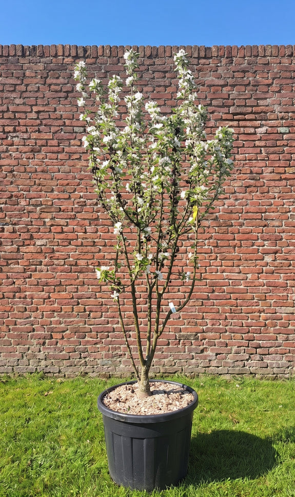 Meerstammig Sierappel (Geel) - Malus 'Golden Hornet'