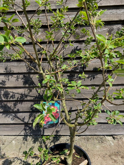 meerstammige sierappel in voorjaar in het blad