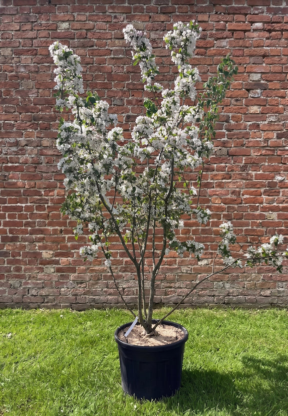 Meerstammige Sierappel (Rood) - Malus 'Red Sentinel'