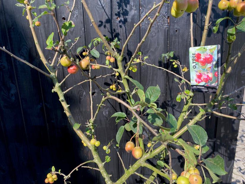 Meerstammige Sierappel (Rood) - Malus 'Red Sentinel'