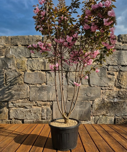 Meerstammige Sierkers (Roze) - Prunus serrulata Kanzan