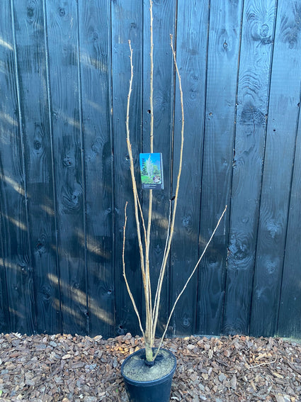 Winterbeeld - meerstammige sierkers prunus serrulata amanogawa - Voorbeeld C10 pot -175-200 cm
