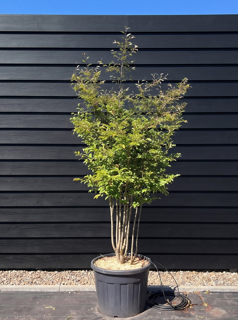 Sierkers (wit/lichtroze) - Prunus 'The Bride'