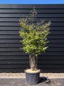 Sierkers (wit/lichtroze) - Prunus 'The Bride'