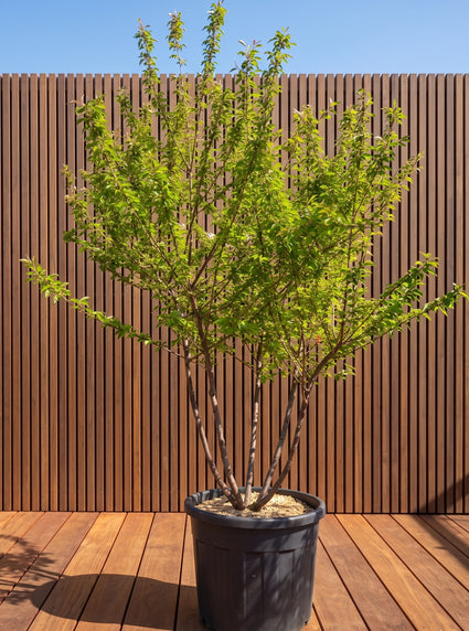 Sierkers (Wit / Lichtroze) - Prunus subhirtella 'Autumnalis'