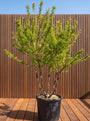 Sierkers (Wit / Lichtroze) - Prunus subhirtella 'Autumnalis'