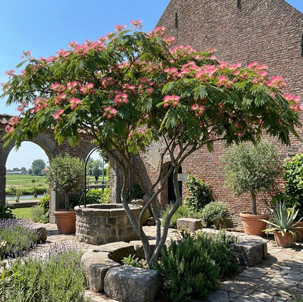 Perzische Slaapboom (Roze) - Albizia julibrissin 'Rosea'
