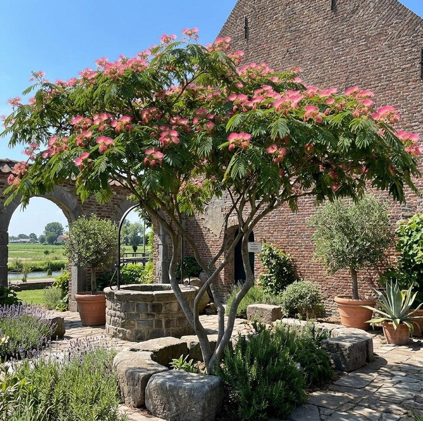 Perzische Slaapboom (Roze) - Albizia julibrissin 'Rosea'