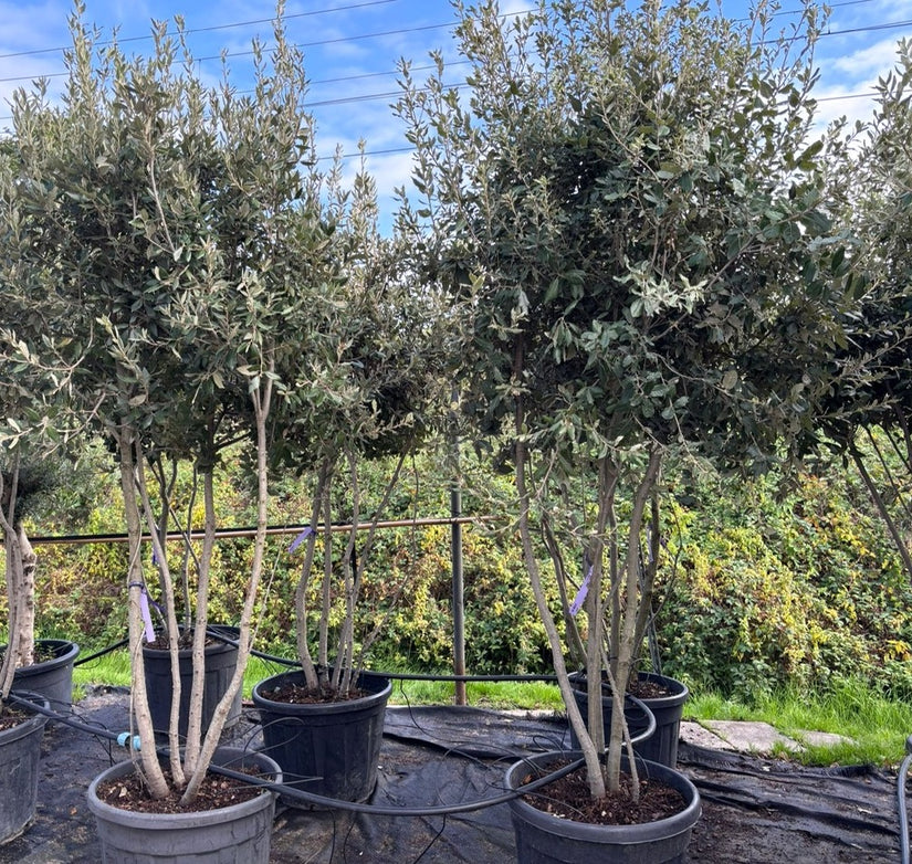 Meerstammige Steeneik - Quercus ilex