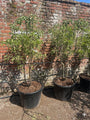 meerstammige stoofperenboom  'Gieser Wildeman'