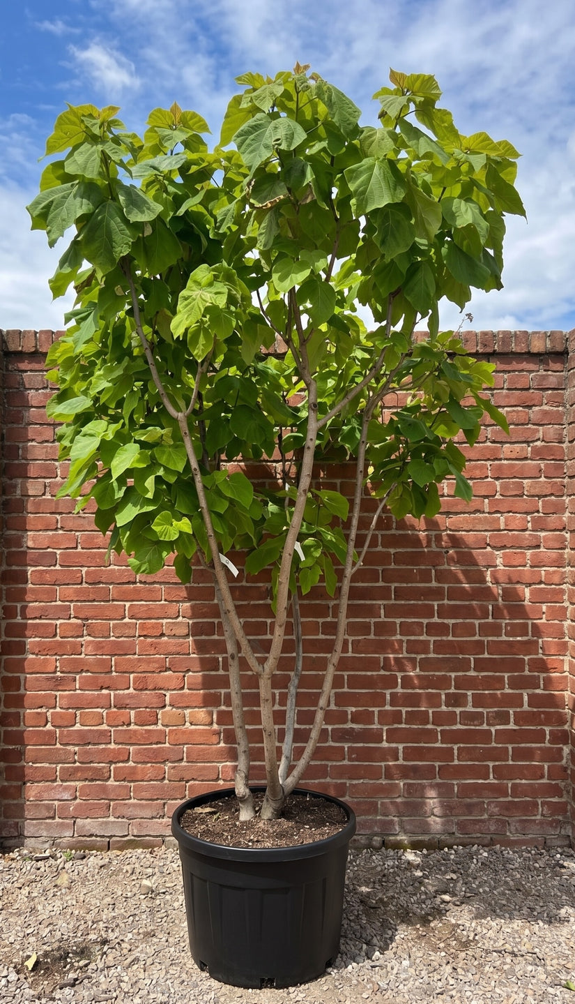 Trompetboom meerstammig - Catalpa bignonioides 'Aurea'