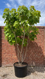 Trompetboom meerstammig - Catalpa bignonioides 'Aurea'