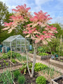 Uiensoepboom 'Flamingo' (Meerstammig) - Toona sinensis 'Flamingo'