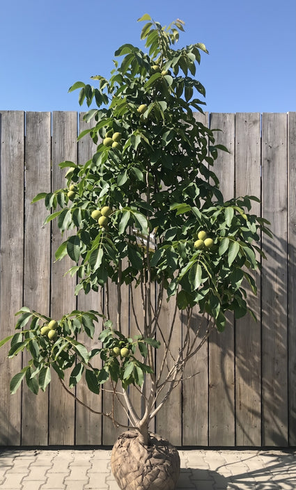Walnootboom - Juglans regia meerstammig