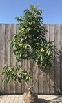 Walnootboom - Juglans regia meerstammig