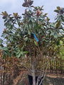 Wintergroene Beverboom meerstammig - Magnolia grandiflora Goliath