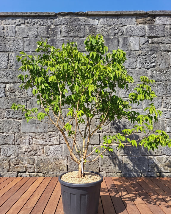 Zevenzonenboom - Heptacodium miconioides