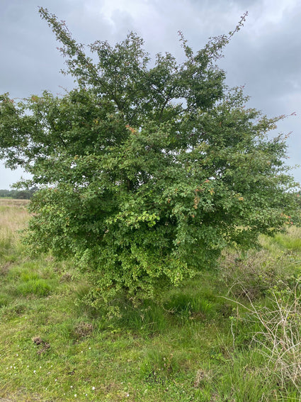 Tweestijlige meidoorn - Crataegus laevigata