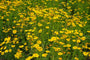 Meisjesogen - Coreopsis 'Solar Dance'