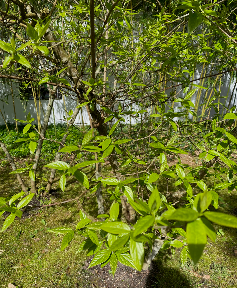 Meloenboompje - Chimonanthus praecox