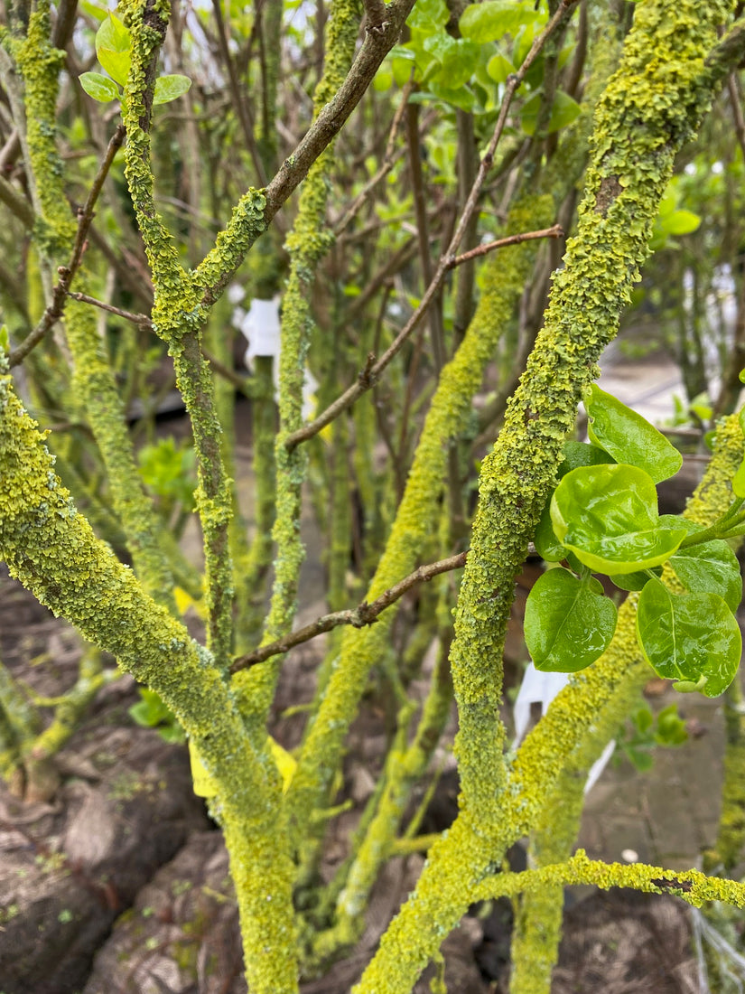 Gewone Sering - Syringa vulgaris 'Michel Buchner'