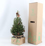 Canadese spar - Picea glauca 'Conica' - Compacte minikerstboom