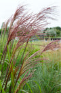 Prachtriet - Miscanthus sinensis 'Ferner Osten'