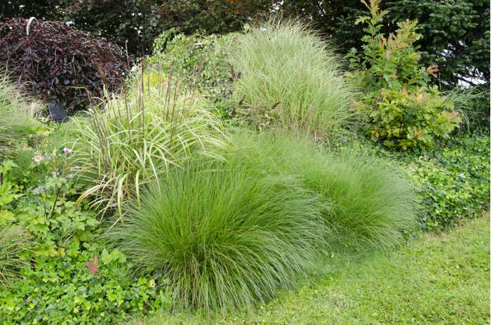 Prachtriet - Miscanthus sinensis 'Gracillimus'