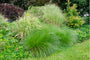 Prachtriet - Miscanthus sinensis 'Gracillimus'