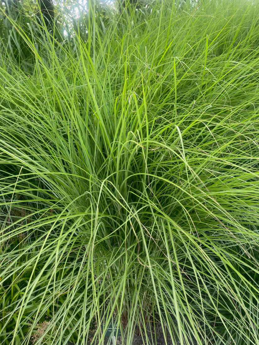 Prachtriet - Miscanthus sinensis 'Gracillimus'