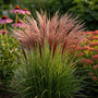 Prachtriet - Miscanthus sinensis 'Red Chief'