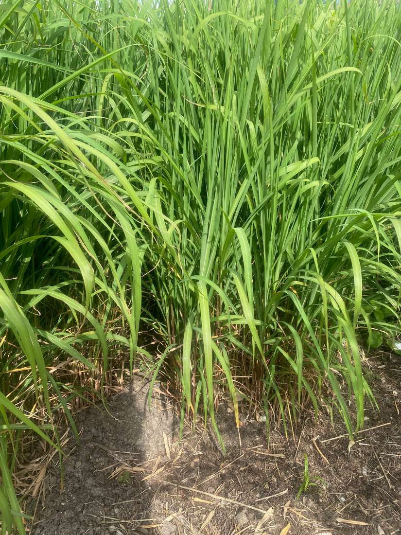 Prachtriet - Miscanthus sinensis 'Gracillimus'