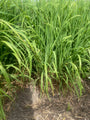 Prachtriet - Miscanthus sinensis 'Gracillimus'