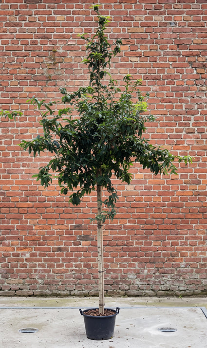 Mispel - Mespilus germanica