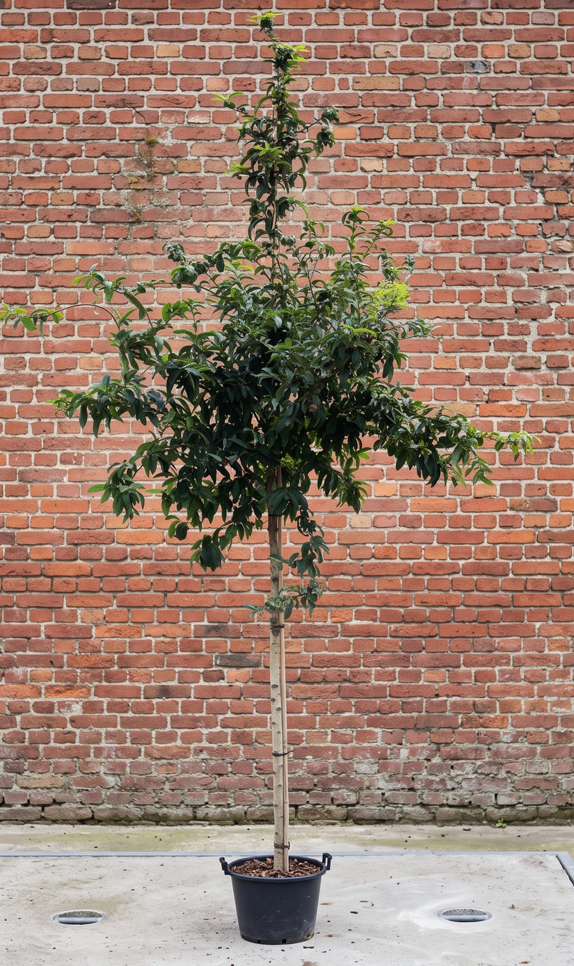 Mispel (Hoogstam) - Mespilus germanica