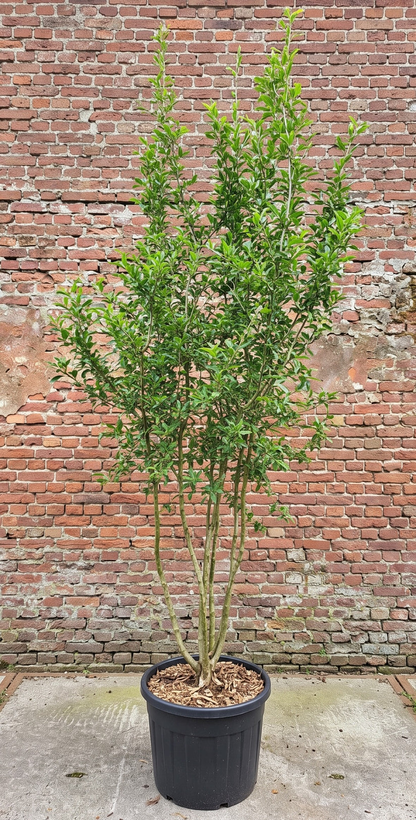 Mispel (Meerstammig) - Mespilus germanica