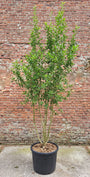 Mispel (Meerstammig) - Mespilus germanica
