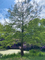 Moerascipres - Taxodium distichum