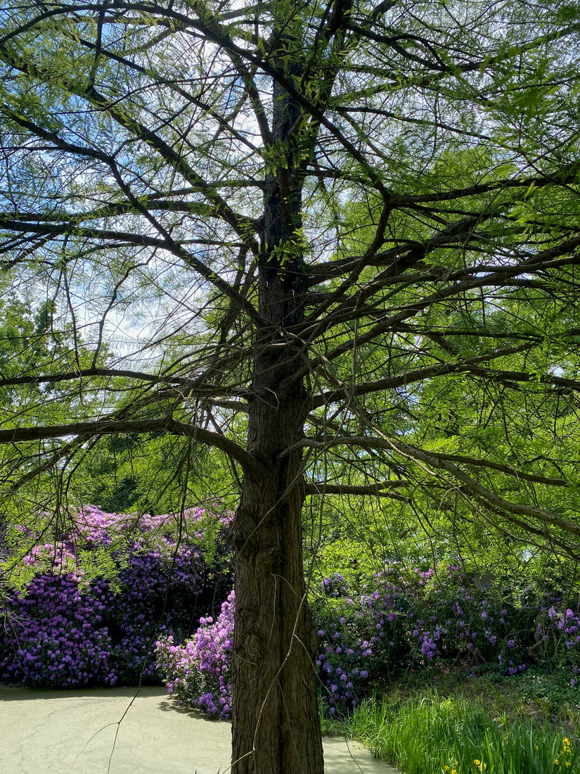 Moerascipres - Taxodium distichum