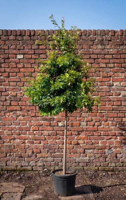 Moeraseik - Quercus palustris Hoogstam boom