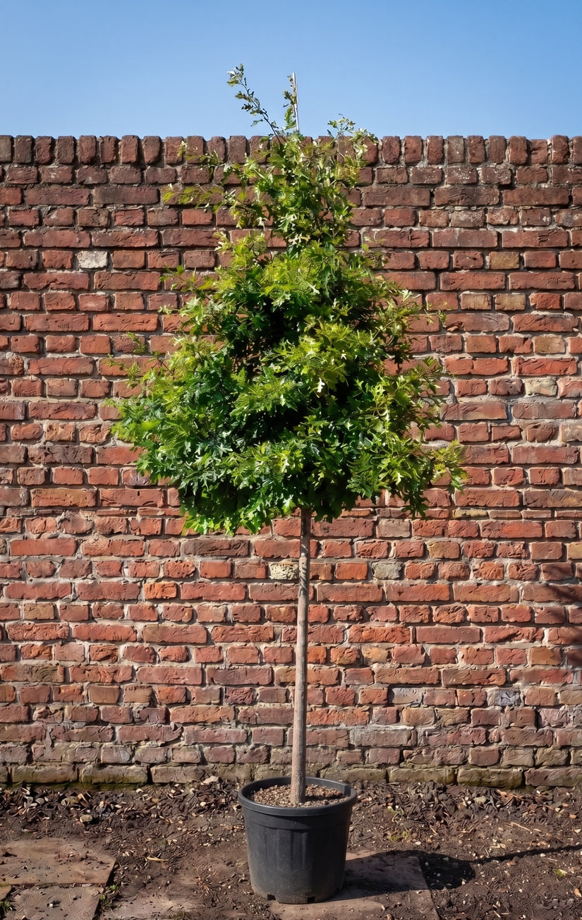 Moeraseik - Quercus palustris Hoogstam boom