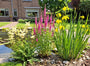 Knolspirea - Filipendula vulgaris