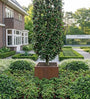 volgroeide mojoberry zuilvorm (beveerd) in blad